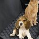 Best Dog Car Protector Seat Covers &amp; Accessories | My Caring Dog – Tips, Stories, and Care Guides for Loving Pet Owners