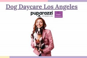Top-Rated Los Angeles Dog Day Care Centers My Caring Dog – Tips, Stories, and Care Guides for Loving Pet Owners Top-Rated Los Angeles Dog Day Care Centers | My Caring Dog – Tips, Stories, and Care Guides for Loving Pet Owners