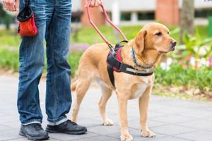 Free Service Dogs in Arizona: Your Complete Guide My Caring Dog – Tips, Stories, and Care Guides for Loving Pet Owners Free Service Dogs in Arizona: Your Complete Guide | My Caring Dog – Tips, Stories, and Care Guides for Loving Pet Owners