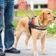 Free Service Dogs in Arizona: Your Complete Guide | My Caring Dog – Tips, Stories, and Care Guides for Loving Pet Owners