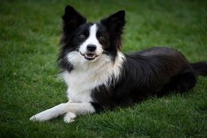 Top Dog Dogs Accessories for Your Car My Caring Dog – Tips, Stories, and Care Guides for Loving Pet Owners Top Dog Dogs Accessories for Your Car | My Caring Dog – Tips, Stories, and Care Guides for Loving Pet Owners