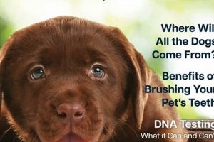 Best Travel Companions: Our Car Dogs My Caring Dog – Tips, Stories, and Care Guides for Loving Pet Owners Best Travel Companions: Our Car Dogs | My Caring Dog – Tips, Stories, and Care Guides for Loving Pet Owners