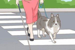 Get a Service Dog for the Visually Impaired: A Guide My Caring Dog – Tips, Stories, and Care Guides for Loving Pet Owners Get a Service Dog for the Visually Impaired: A Guide | My Caring Dog – Tips, Stories, and Care Guides for Loving Pet Owners