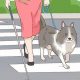 Get a Service Dog for the Visually Impaired: A Guide | My Caring Dog – Tips, Stories, and Care Guides for Loving Pet Owners