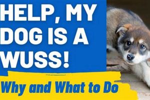 How Do I Help My Dog My Caring Dog – Tips, Stories, and Care Guides for Loving Pet Owners How Do I Help My Dog | My Caring Dog – Tips, Stories, and Care Guides for Loving Pet Owners