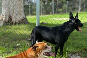 Best Dog Day Care Centers: Mid North Coast NSW My Caring Dog – Tips, Stories, and Care Guides for Loving Pet Owners Best Dog Day Care Centers: Mid North Coast NSW | My Caring Dog – Tips, Stories, and Care Guides for Loving Pet Owners