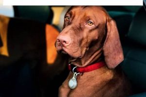 How To Keep A Dog Calm In A Car My Caring Dog – Tips, Stories, and Care Guides for Loving Pet Owners How To Keep A Dog Calm In A Car | My Caring Dog – Tips, Stories, and Care Guides for Loving Pet Owners