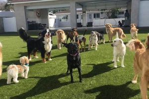 Top-Rated Dog Day Care & Boarding Near You My Caring Dog – Tips, Stories, and Care Guides for Loving Pet Owners Top-Rated Dog Day Care & Boarding Near You | My Caring Dog – Tips, Stories, and Care Guides for Loving Pet Owners