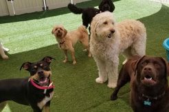 Best Dog Day Care in Fort Collins, CO My Caring Dog – Tips, Stories, and Care Guides for Loving Pet Owners Best Dog Day Care in Fort Collins, CO | My Caring Dog – Tips, Stories, and Care Guides for Loving Pet Owners