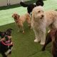 Best Dog Day Care in Fort Collins, CO | My Caring Dog – Tips, Stories, and Care Guides for Loving Pet Owners
