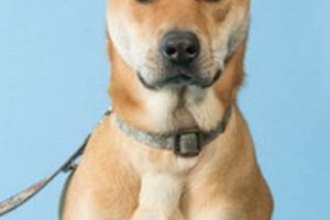 Best Small Dog Rescue (St. Louis No Kill) Options My Caring Dog – Tips, Stories, and Care Guides for Loving Pet Owners Best Small Dog Rescue (St. Louis No Kill) Options | My Caring Dog – Tips, Stories, and Care Guides for Loving Pet Owners