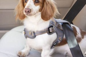 Best Dog Harness for Car Boot Safety & Comfort My Caring Dog – Tips, Stories, and Care Guides for Loving Pet Owners Best Dog Harness for Car Boot Safety & Comfort | My Caring Dog – Tips, Stories, and Care Guides for Loving Pet Owners