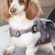 Best Dog Harness for Car Boot Safety & Comfort | My Caring Dog – Tips, Stories, and Care Guides for Loving Pet Owners