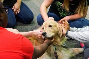 Best Therapy Dogs for Anxiety: A Car Owner's Guide My Caring Dog – Tips, Stories, and Care Guides for Loving Pet Owners Best Therapy Dogs for Anxiety: A Car Owner's Guide | My Caring Dog – Tips, Stories, and Care Guides for Loving Pet Owners