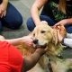 Best Therapy Dogs for Anxiety: A Car Owner's Guide | My Caring Dog – Tips, Stories, and Care Guides for Loving Pet Owners