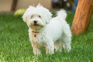 Top 5 Easiest Dog Breeds for Owners My Caring Dog – Tips, Stories, and Care Guides for Loving Pet Owners Top 5 Easiest Dog Breeds for Owners | My Caring Dog – Tips, Stories, and Care Guides for Loving Pet Owners