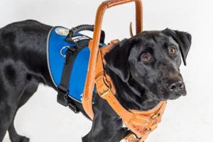 Best Service Dogs for Mobility Assistance & Support My Caring Dog – Tips, Stories, and Care Guides for Loving Pet Owners Best Service Dogs for Mobility Assistance & Support | My Caring Dog – Tips, Stories, and Care Guides for Loving Pet Owners