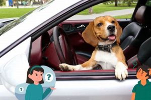 Why Do Dogs Bark At Cars My Caring Dog – Tips, Stories, and Care Guides for Loving Pet Owners Why Do Dogs Bark At Cars | My Caring Dog – Tips, Stories, and Care Guides for Loving Pet Owners