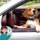 Why Do Dogs Bark At Cars | My Caring Dog – Tips, Stories, and Care Guides for Loving Pet Owners