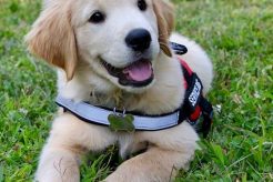 Complete Puppy Service Dog Training Guide My Caring Dog – Tips, Stories, and Care Guides for Loving Pet Owners Complete Puppy Service Dog Training Guide | My Caring Dog – Tips, Stories, and Care Guides for Loving Pet Owners