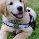 Complete Puppy Service Dog Training Guide | My Caring Dog – Tips, Stories, and Care Guides for Loving Pet Owners