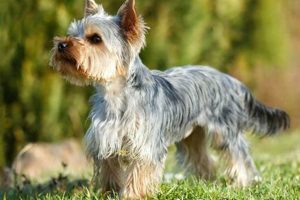 Ultimate Yorkie Dog Care Guide for Owners My Caring Dog – Tips, Stories, and Care Guides for Loving Pet Owners Ultimate Yorkie Dog Care Guide for Owners | My Caring Dog – Tips, Stories, and Care Guides for Loving Pet Owners