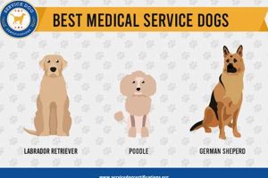 Medical Service Dogs 101: A Complete Guide My Caring Dog – Tips, Stories, and Care Guides for Loving Pet Owners Medical Service Dogs 101: A Complete Guide | My Caring Dog – Tips, Stories, and Care Guides for Loving Pet Owners
