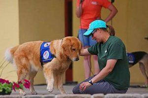 Find Trained Service Dogs Near You My Caring Dog – Tips, Stories, and Care Guides for Loving Pet Owners Find Trained Service Dogs Near You | My Caring Dog – Tips, Stories, and Care Guides for Loving Pet Owners