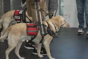 Service Dog Companies My Caring Dog – Tips, Stories, and Care Guides for Loving Pet Owners Service Dog Companies | My Caring Dog – Tips, Stories, and Care Guides for Loving Pet Owners