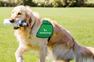 Mobility Dogs My Caring Dog – Tips, Stories, and Care Guides for Loving Pet Owners Mobility Dogs | My Caring Dog – Tips, Stories, and Care Guides for Loving Pet Owners