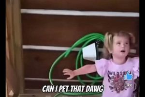 How to Safely Pet That Dawwwg: A Guide My Caring Dog – Tips, Stories, and Care Guides for Loving Pet Owners How to Safely Pet That Dawwwg: A Guide | My Caring Dog – Tips, Stories, and Care Guides for Loving Pet Owners