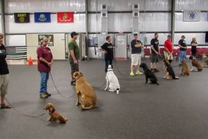 Best PTSD Dog Training: Complete Guide My Caring Dog – Tips, Stories, and Care Guides for Loving Pet Owners Best PTSD Dog Training: Complete Guide | My Caring Dog – Tips, Stories, and Care Guides for Loving Pet Owners