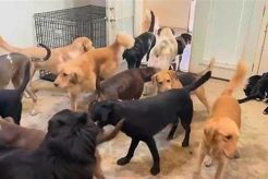 Top Dog Day Care in Bangor, ME My Caring Dog – Tips, Stories, and Care Guides for Loving Pet Owners Top Dog Day Care in Bangor, ME | My Caring Dog – Tips, Stories, and Care Guides for Loving Pet Owners