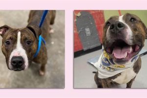 Adopt, Don't Shop: Indianapolis Dogs Await! My Caring Dog – Tips, Stories, and Care Guides for Loving Pet Owners Adopt, Don't Shop: Indianapolis Dogs Await! | My Caring Dog – Tips, Stories, and Care Guides for Loving Pet Owners