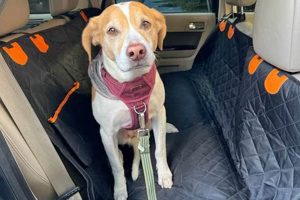 Safest Way to Take Your Dog in a Car: Expert Tips My Caring Dog – Tips, Stories, and Care Guides for Loving Pet Owners Safest Way to Take Your Dog in a Car: Expert Tips | My Caring Dog – Tips, Stories, and Care Guides for Loving Pet Owners