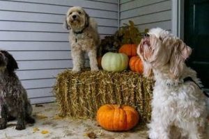 How To Train Your Dog To Get In The Car My Caring Dog – Tips, Stories, and Care Guides for Loving Pet Owners How To Train Your Dog To Get In The Car | My Caring Dog – Tips, Stories, and Care Guides for Loving Pet Owners