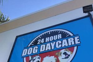 Best 24 Hour Dog Day Care | Top Choices My Caring Dog – Tips, Stories, and Care Guides for Loving Pet Owners Best 24 Hour Dog Day Care | Top Choices | My Caring Dog – Tips, Stories, and Care Guides for Loving Pet Owners