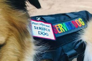 Best Psychiatric Service Dogs in Florida (2024) My Caring Dog – Tips, Stories, and Care Guides for Loving Pet Owners Best Psychiatric Service Dogs in Florida (2024) | My Caring Dog – Tips, Stories, and Care Guides for Loving Pet Owners