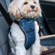 Best Crash Tested Dog Car Harnesses UK | My Caring Dog – Tips, Stories, and Care Guides for Loving Pet Owners