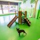 Best Dog Day Care in Tarzana, CA | Top Rated | My Caring Dog – Tips, Stories, and Care Guides for Loving Pet Owners