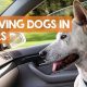 Never Leave a Dog Alone in a Hot Car: Safety Guide | My Caring Dog – Tips, Stories, and Care Guides for Loving Pet Owners