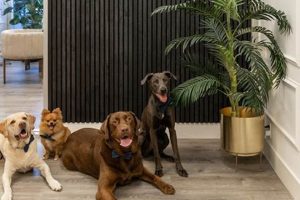 The Ultimate Guide to Pet Companions for Dogs My Caring Dog – Tips, Stories, and Care Guides for Loving Pet Owners The Ultimate Guide to Pet Companions for Dogs | My Caring Dog – Tips, Stories, and Care Guides for Loving Pet Owners