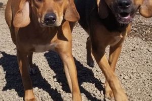 Best Northbrook Animal Shelter: Adopt a Car Dog My Caring Dog – Tips, Stories, and Care Guides for Loving Pet Owners Best Northbrook Animal Shelter: Adopt a Car Dog | My Caring Dog – Tips, Stories, and Care Guides for Loving Pet Owners