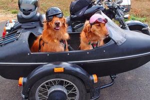 Best Dog Side Cars: Safe & Stylish Rides My Caring Dog – Tips, Stories, and Care Guides for Loving Pet Owners Best Dog Side Cars: Safe & Stylish Rides | My Caring Dog – Tips, Stories, and Care Guides for Loving Pet Owners