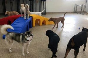 Best Dog Day Care in Minneapolis: Top Centers My Caring Dog – Tips, Stories, and Care Guides for Loving Pet Owners Best Dog Day Care in Minneapolis: Top Centers | My Caring Dog – Tips, Stories, and Care Guides for Loving Pet Owners