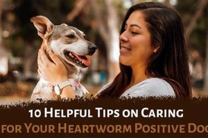 Care Guide: Heartworm-Positive Dogs My Caring Dog – Tips, Stories, and Care Guides for Loving Pet Owners Care Guide: Heartworm-Positive Dogs | My Caring Dog – Tips, Stories, and Care Guides for Loving Pet Owners