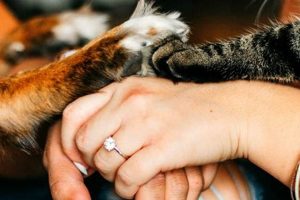 Best Animal Companions for Car Travel My Caring Dog – Tips, Stories, and Care Guides for Loving Pet Owners Best Animal Companions for Car Travel | My Caring Dog – Tips, Stories, and Care Guides for Loving Pet Owners