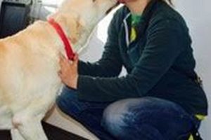 Best Service Dogs in St. Louis, MO: Your Guide My Caring Dog – Tips, Stories, and Care Guides for Loving Pet Owners Best Service Dogs in St. Louis, MO: Your Guide | My Caring Dog – Tips, Stories, and Care Guides for Loving Pet Owners