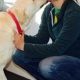 Best Service Dogs in St. Louis, MO: Your Guide | My Caring Dog – Tips, Stories, and Care Guides for Loving Pet Owners
