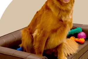 Best Dog Day Care in Oviedo FL: Top Centers My Caring Dog – Tips, Stories, and Care Guides for Loving Pet Owners Best Dog Day Care in Oviedo FL: Top Centers | My Caring Dog – Tips, Stories, and Care Guides for Loving Pet Owners